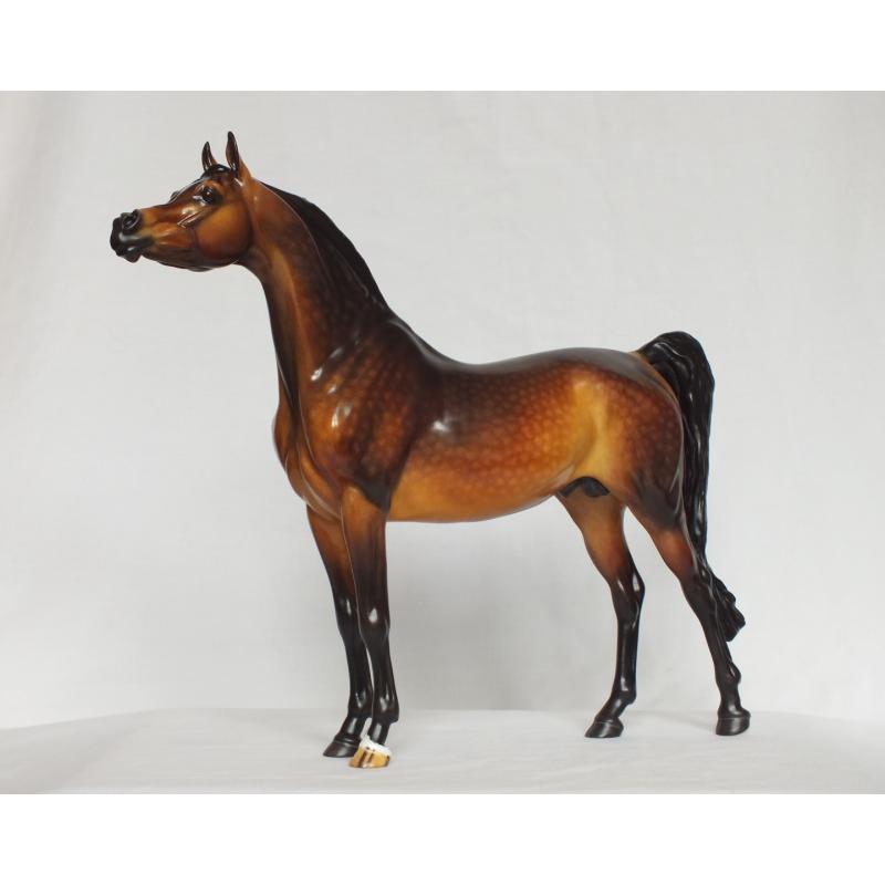 Ahzam, Arabian Stallion - Dapple Bay