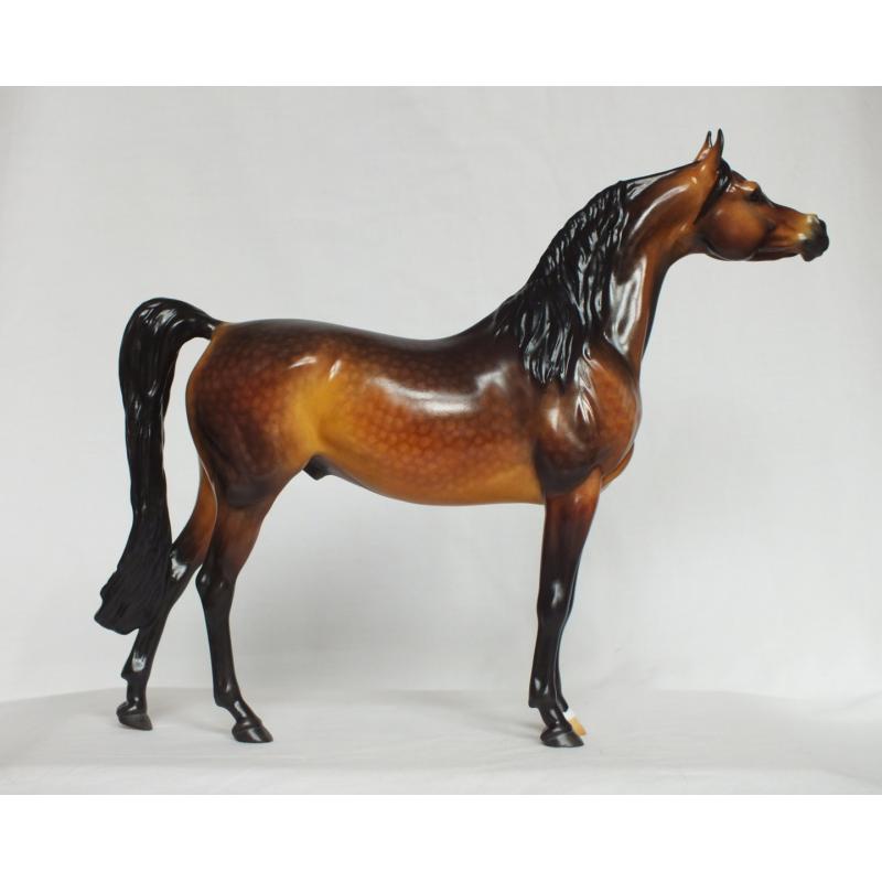 Ahzam, Arabian Stallion - Dapple Bay