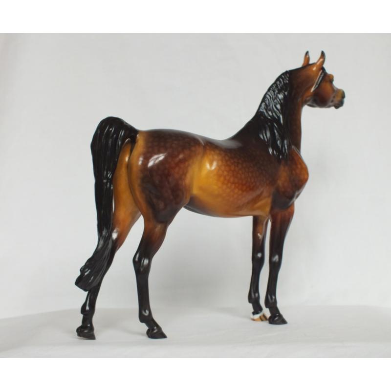 Ahzam, Arabian Stallion - Dapple Bay