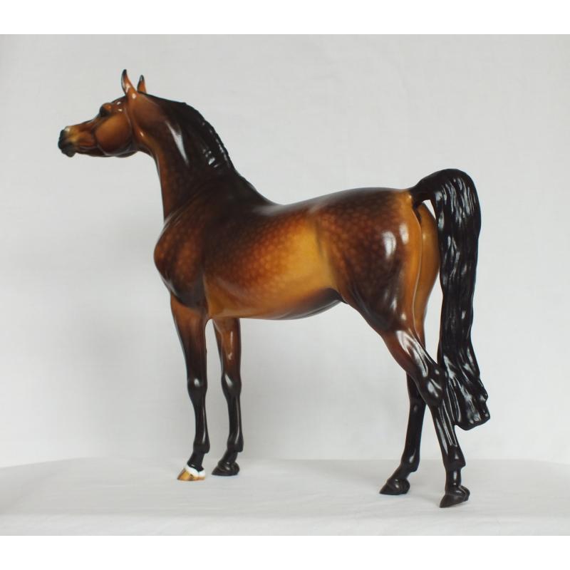 Ahzam, Arabian Stallion - Dapple Bay