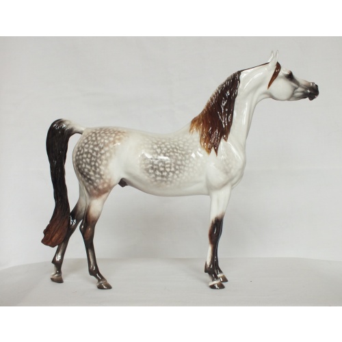 Ahzam, Arabian Stallion - Dapple Mulberry / Rose Grey