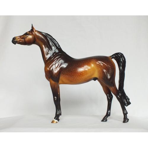 Ahzam, Arabian Stallion - Dapple Bay