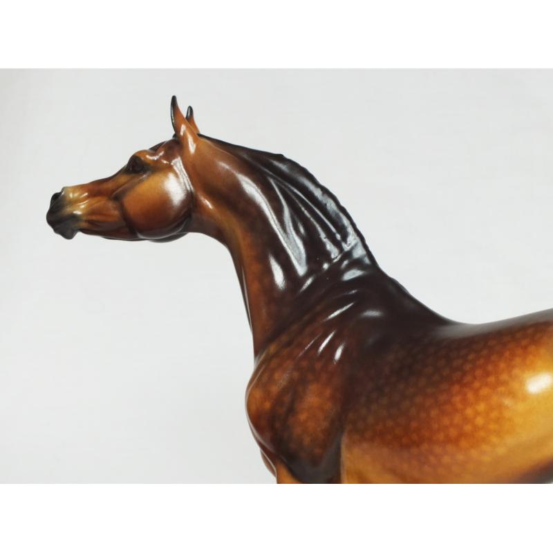 Ahzam, Arabian Stallion - Dapple Bay