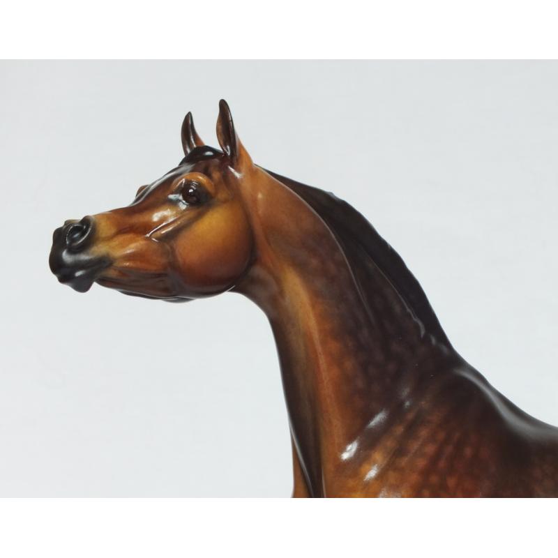 Ahzam, Arabian Stallion - Dapple Bay