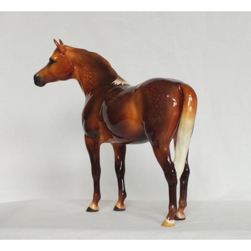Beswick Bahram Arabian Stallion - Dapple Chestnut