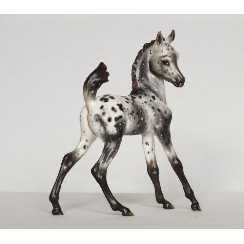 Biendecado - Roan Appaloosa Foal