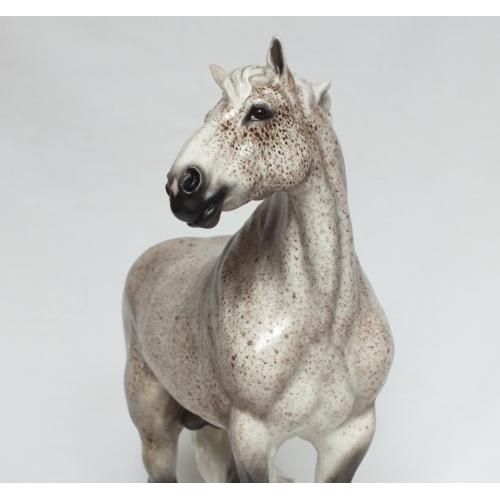 Gustav, Draft Stallion - Flea bitten Grey