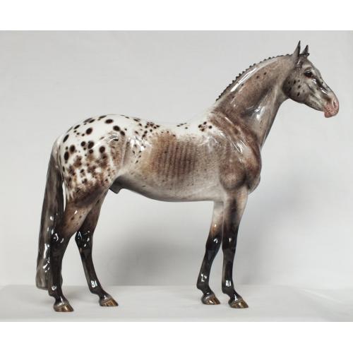 Lancelot - Appaloosa Stallion