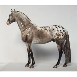 Lancelot - Appaloosa Stallion