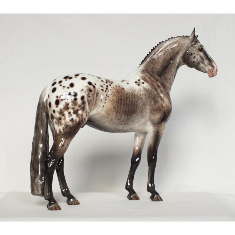 Lancelot - Appaloosa Stallion