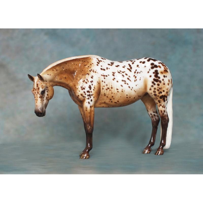 Lola, Stock Horse Mare - Appaloosa