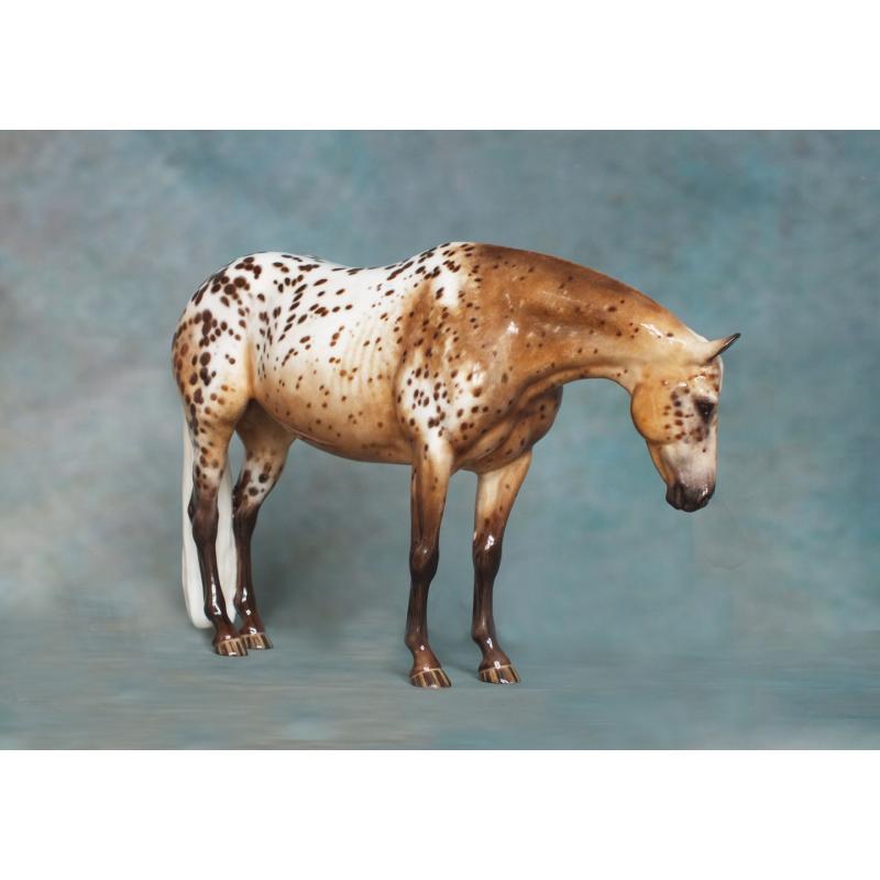 Lola, Stock Horse Mare - Appaloosa