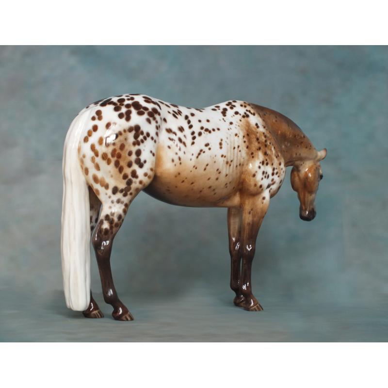 Lola, Stock Horse Mare - Appaloosa