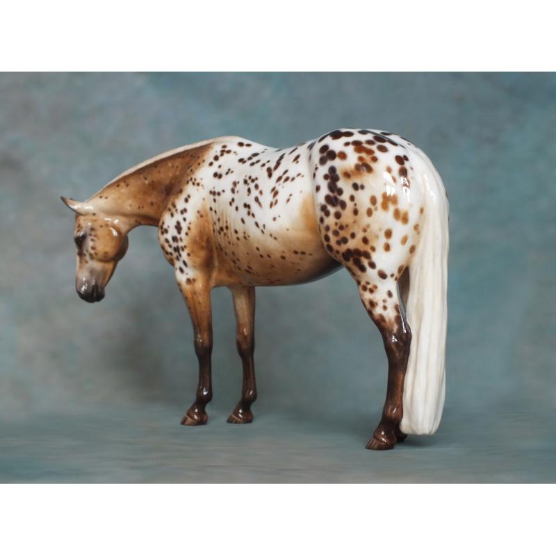 Lola, Stock Horse Mare - Appaloosa