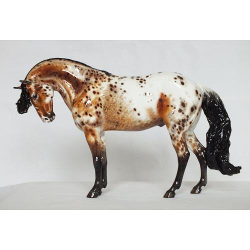 Maxixe de Barrios (Max), Criollo Stallion