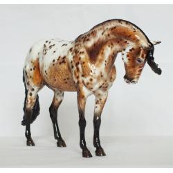 Maxixe de Barrios (Max), Criollo Stallion