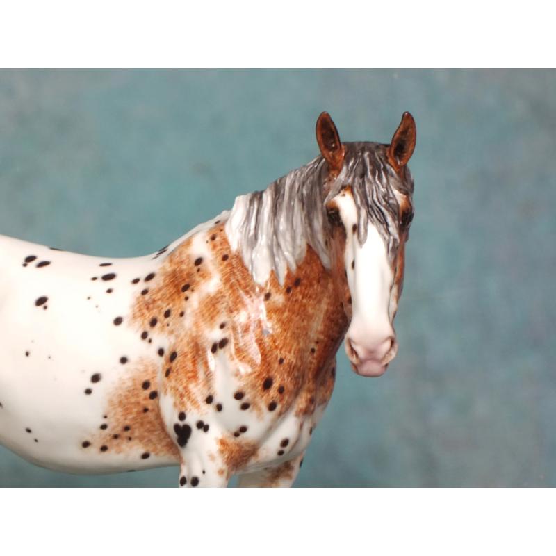 Rose - Spotted Draft Mare - Appaloosa