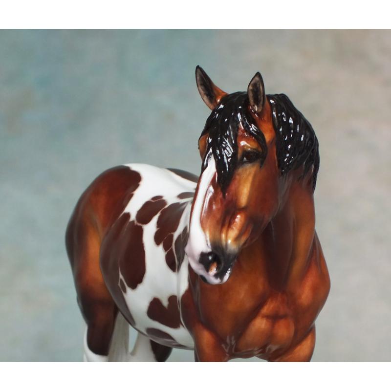 Rose - Spotted Draft / Vanner Mare - Bay Pinto