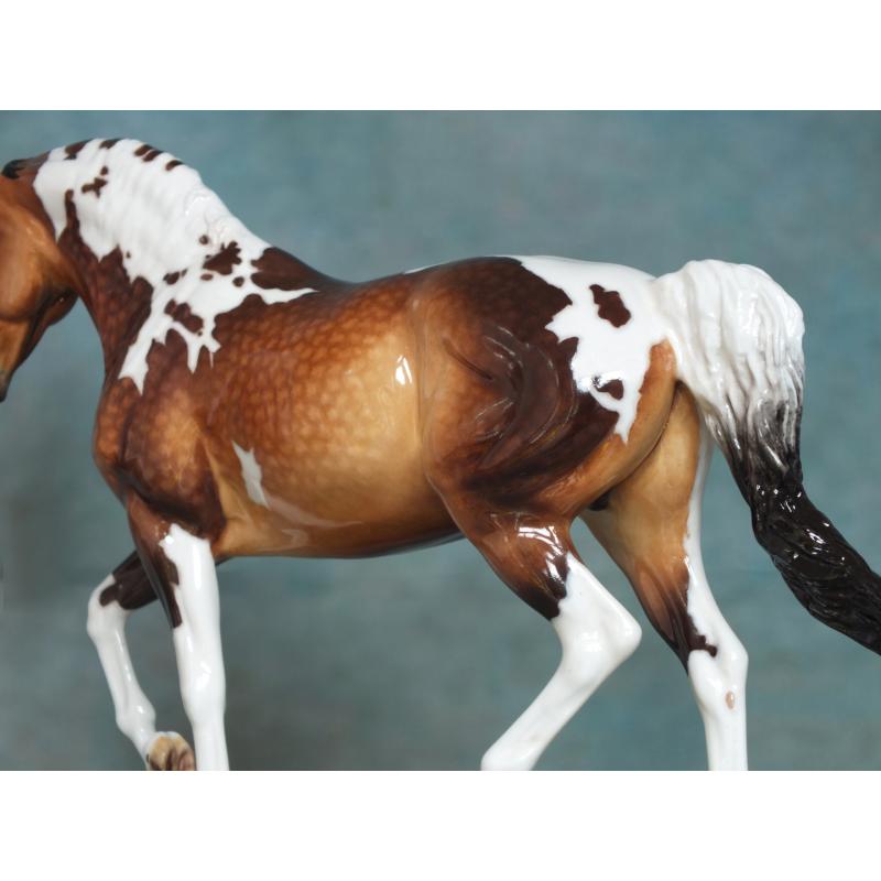 Roy le Deuxieme, Warmblood Stallion, Dapple Buckskin Pinto