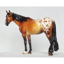 Sioux, Mustang gelding - dun Appaloosa
