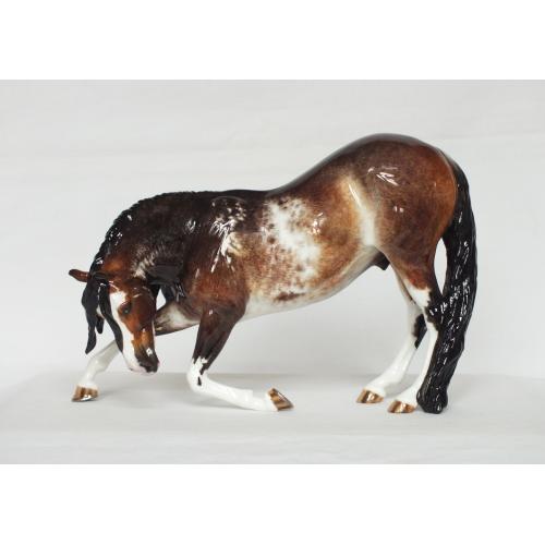 Vincenzo, Andalusian Stallion