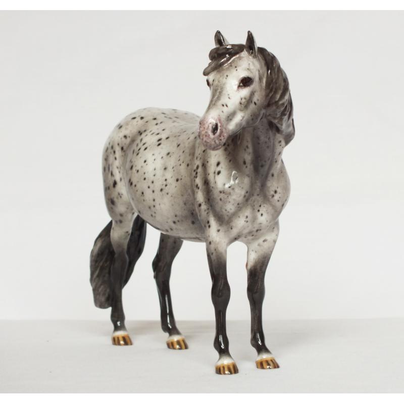 Welsh Pony Mare, Leopard Appaloosa - Part Bred / British Spotted Pony etc.