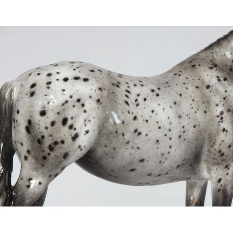 Welsh Pony Mare, Leopard Appaloosa - Part Bred / British Spotted Pony etc.