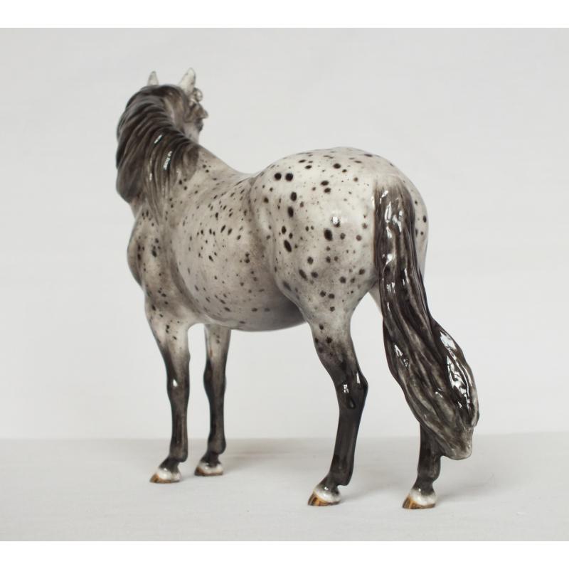 Welsh Pony Mare, Leopard Appaloosa - Part Bred / British Spotted Pony etc.