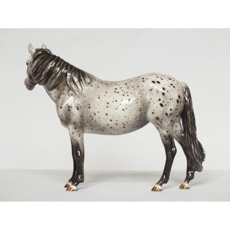 Welsh Pony Mare, Leopard Appaloosa - Part Bred / British Spotted Pony etc.