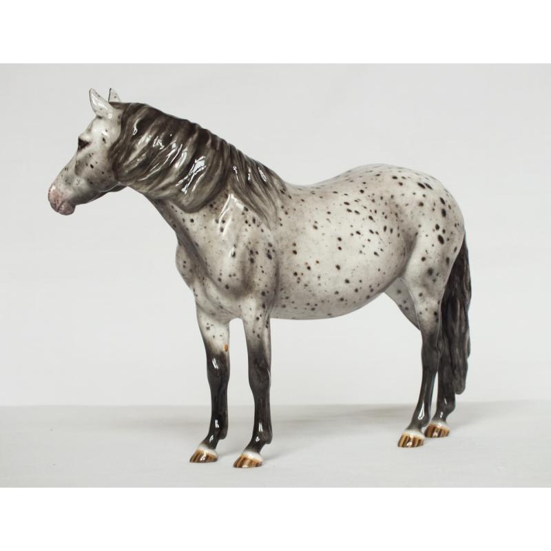 Welsh Pony Mare, Leopard Appaloosa - Part Bred / British Spotted Pony etc.