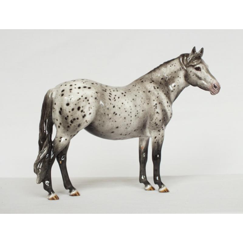 Welsh Pony Mare, Leopard Appaloosa - Part Bred / British Spotted Pony etc.