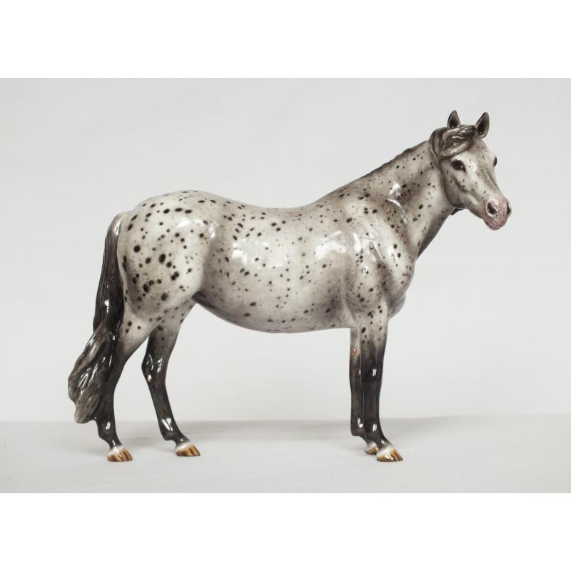 Welsh Pony Mare, Leopard Appaloosa - Part Bred / British Spotted Pony etc.